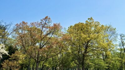 今年も参加！協会けんぽ　ウォーキング大賞